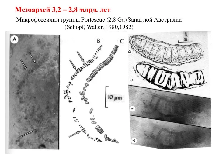 Микрофоссилии группы Fortescue (2,8 Ga) Западной Австралии (Schopf, Walter, 1980,1982) Мезоархей 3,2 – 2,8 млрд. лет