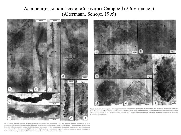 Ассоциация микрофоссилий группы Campbell (2,6 млрд.лет) (Altermann, Schopf, 1995)