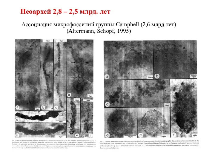 Ассоциация микрофоссилий группы Campbell (2,6 млрд.лет) (Altermann, Schopf, 1995) Неоархей 2,8 – 2,5 млрд. лет