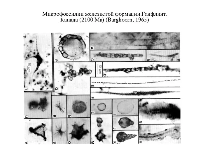 Микрофоссилии железистой формации Ганфлинт, Канада (2100 Ма) (Barghoorn, 1965)