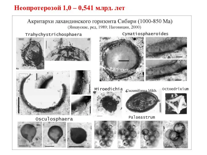 Неопротерозой 1,0 – 0,541 млрд. лет