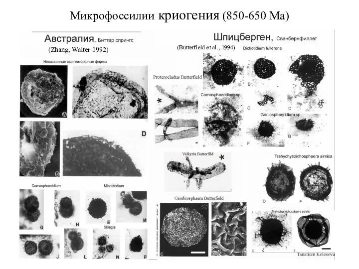 (Zhang, Walter 1992) (Butterfield et al., 1994) Микрофоссилии криогения (850-650 Ма)