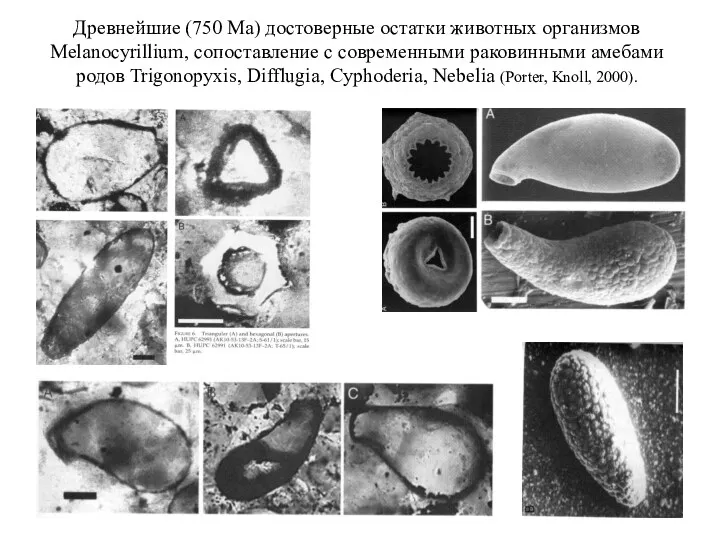 Древнейшие (750 Ма) достоверные остатки животных организмов Melanocyrillium, сопоставление с современными раковинными амебами