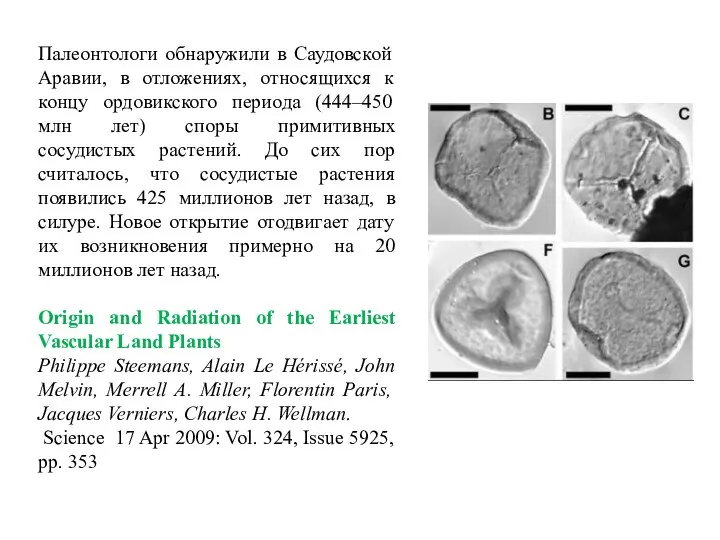 Палеонтологи обнаружили в Саудовской Аравии, в отложениях, относящихся к концу ордовикского периода (444–450