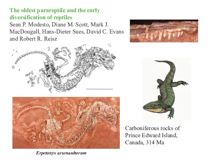 The oldest parareptile and the early diversification of reptiles Sean P. Modesto, Diane