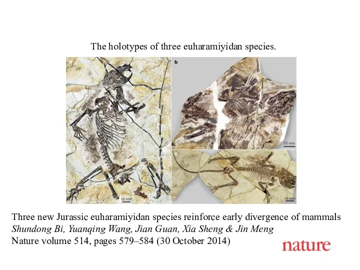 The holotypes of three euharamiyidan species. Three new Jurassic euharamiyidan species reinforce early