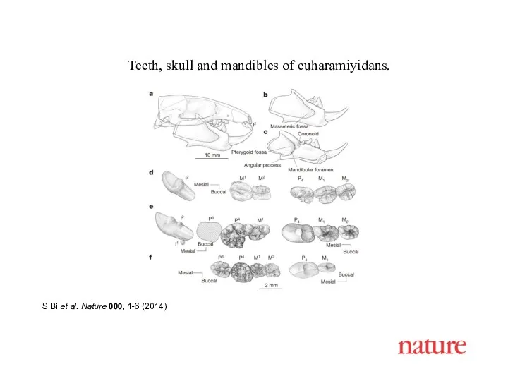 S Bi et al. Nature 000, 1-6 (2014) Teeth, skull and mandibles of euharamiyidans.