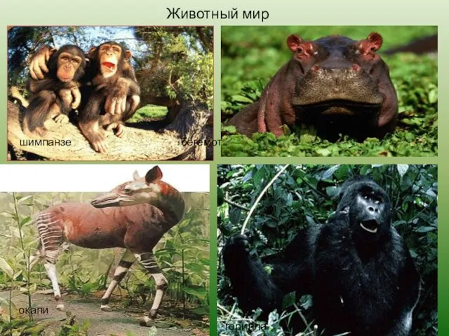 Животный мир шимпанзе окапи горилла бегемот