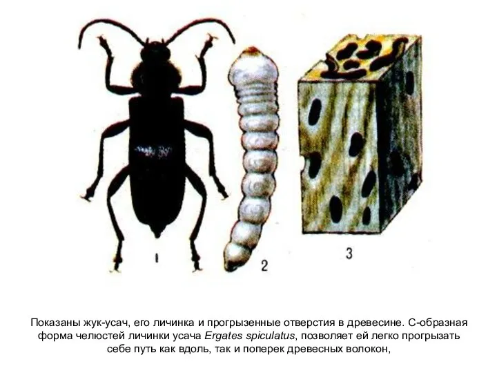 Показаны жук-усач, его личинка и прогрызенные отверстия в древесине. С-образная