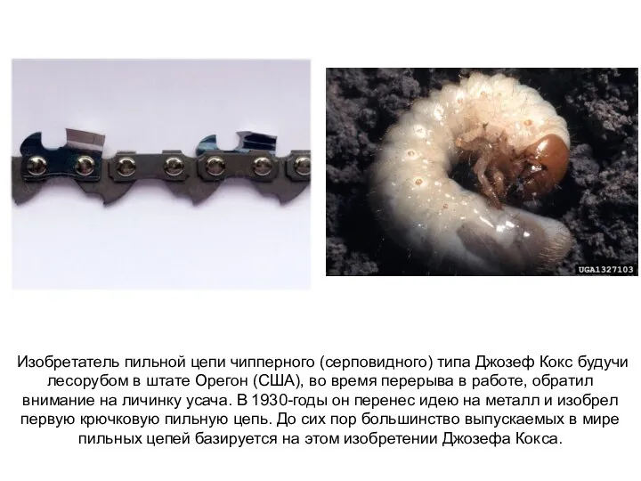 Изобретатель пильной цепи чипперного (серповидного) типа Джозеф Кокс будучи лесорубом