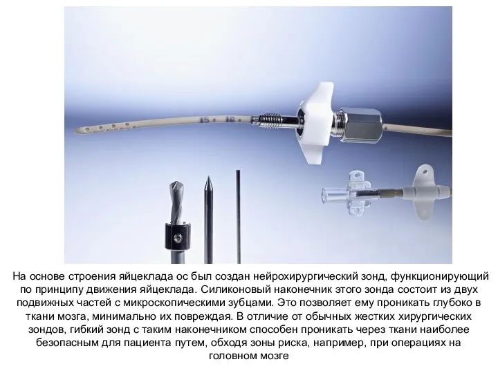 На основе строения яйцеклада ос был создан нейрохирургический зонд, функционирующий