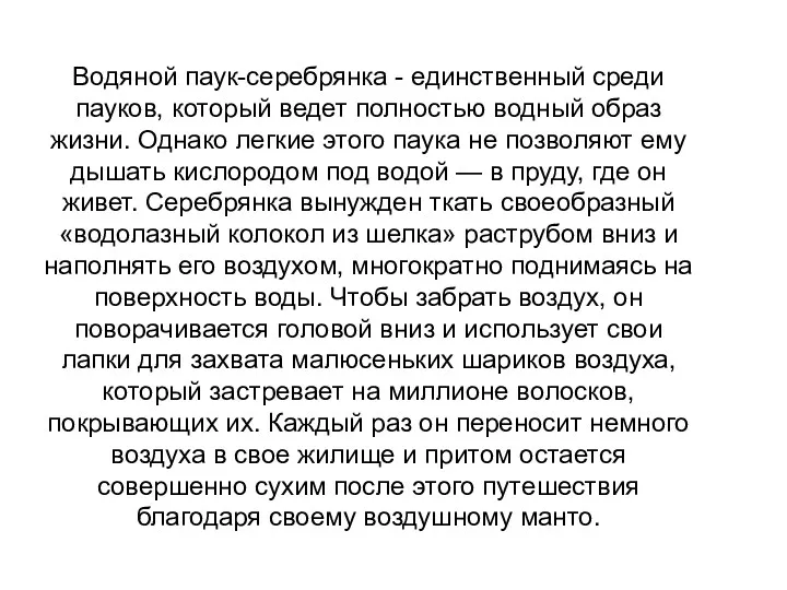 Водяной паук-серебрянка - единственный среди пауков, который ведет полностью водный