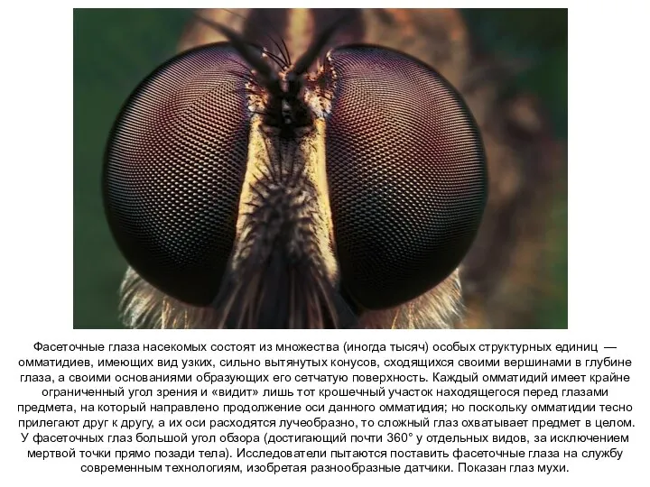 Фасеточные глаза насекомых состоят из множества (иногда тысяч) особых структурных