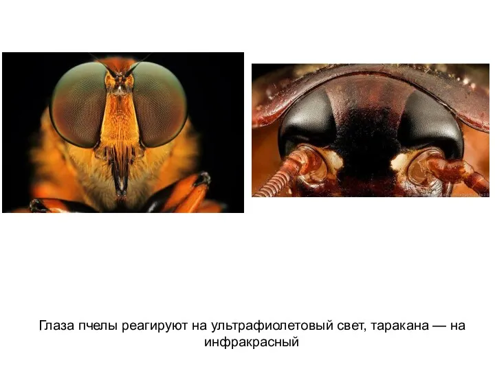 Глаза пчелы реагируют на ультрафиолетовый свет, таракана — на инфракрасный