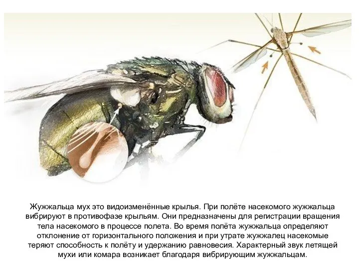 Жужжальца мух это видоизменённые крылья. При полёте насекомого жужжальца вибрируют