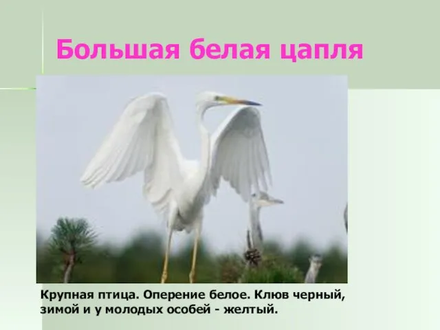 Большая белая цапля Крупная птица. Оперение белое. Клюв черный, зимой и у молодых особей - желтый.