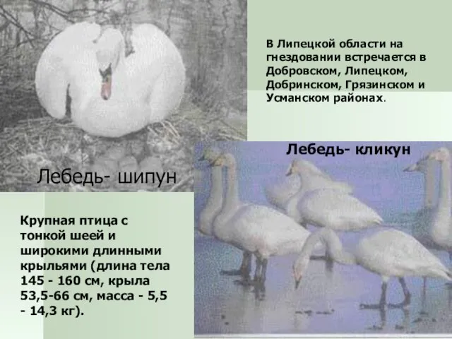Лебедь- шипун Лебедь- кликун В Липецкой области на гнездовании встречается
