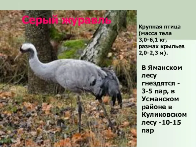 Серый журавль Крупная птица (масса тела 3,0-6,1 кг, размах крыльев