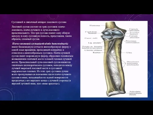 Суставной и связочный аппарат локтевого сустава Локтевой сустав состоит из трех суставов: плече-локтевого,