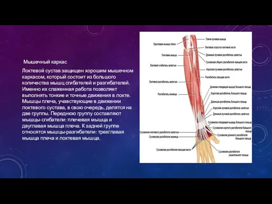Мышечный каркас Локтевой сустав защищен хорошим мышечном каркасом, который состоит