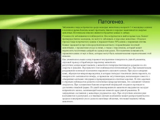 Патогенез. Заболевание чаще встречается среди молодых животных,в возрасте 1-4 месяцев,в