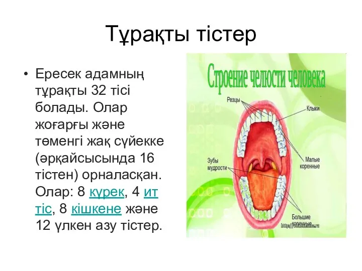 Тұрақты тістер Ересек адамның тұрақты 32 тісі болады. Олар жоғарғы