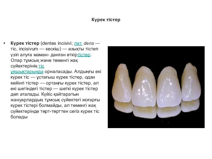 Күрек тістер Күрек тістер (dentes incisivi; лат. dens — тіс,