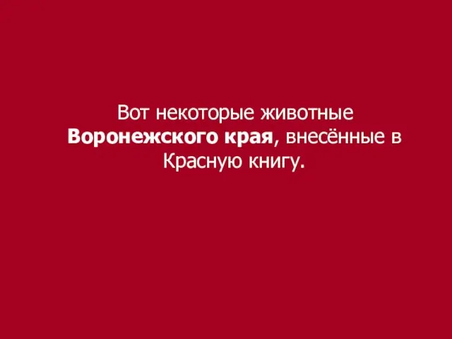 Вот некоторые животные Воронежского края, внесённые в Красную книгу.