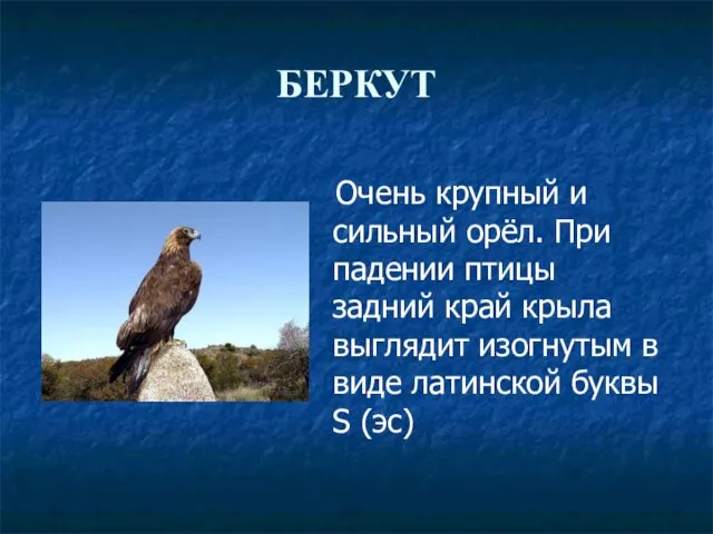 БЕРКУТ Очень крупный и сильный орёл. При падении птицы задний край крыла выглядит