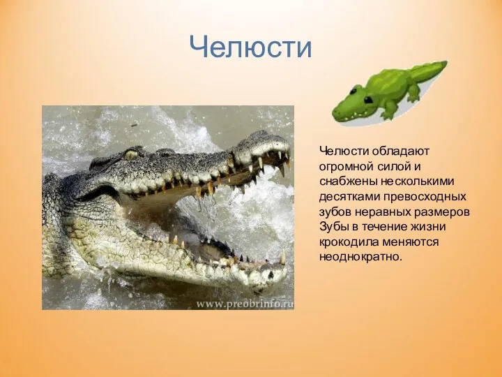 Челюсти Челюсти обладают огромной силой и снабжены несколькими десятками превосходных