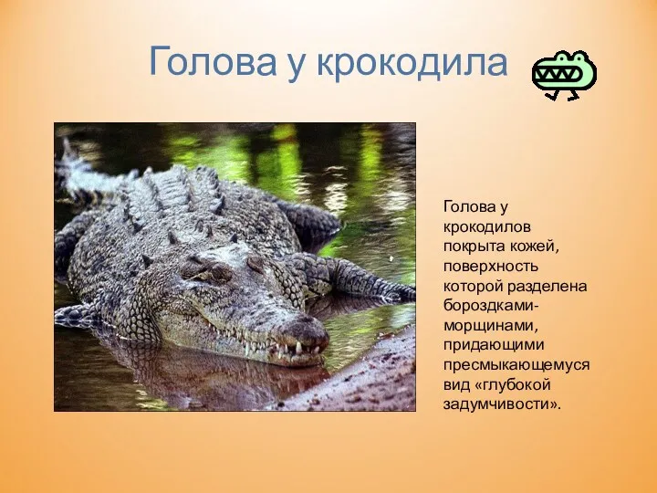 Голова у крокодила Голова у крокодилов покрыта кожей, поверхность которой