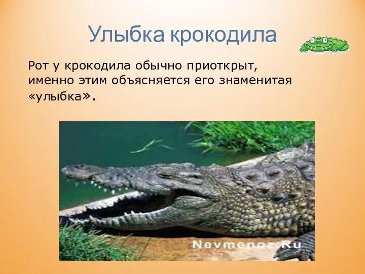 Улыбка крокодила Рот у крокодила обычно приоткрыт, именно этим объясняется его знаменитая «улыбка».