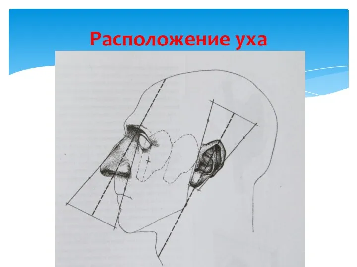 Расположение уха