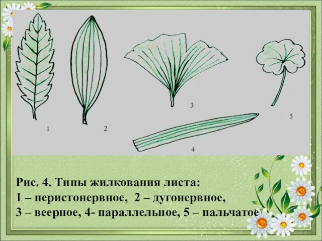 Рис. 4. Типы жилкования листа: 1 – перистонервное, 2 –