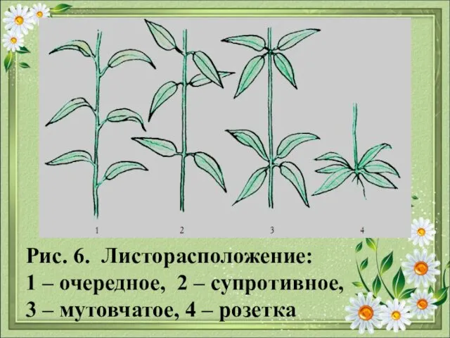 Рис. 6. Листорасположение: 1 – очередное, 2 – супротивное, 3 – мутовчатое, 4 – розетка