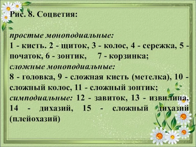 Рис. 8. Соцветия: простые моноподиальные: 1 - кисть. 2 -