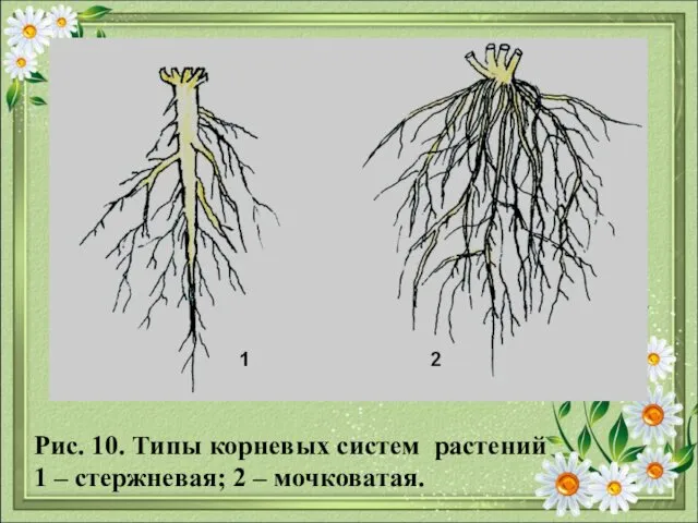 Рис. 10. Типы корневых систем растений 1 – стержневая; 2 – мочковатая.