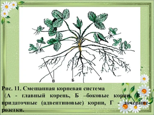 Рис. 11. Смешанная корневая система (А - главный корень, Б