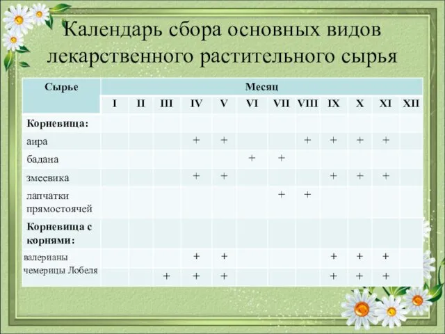 Календарь сбора основных видов лекарственного растительного сырья