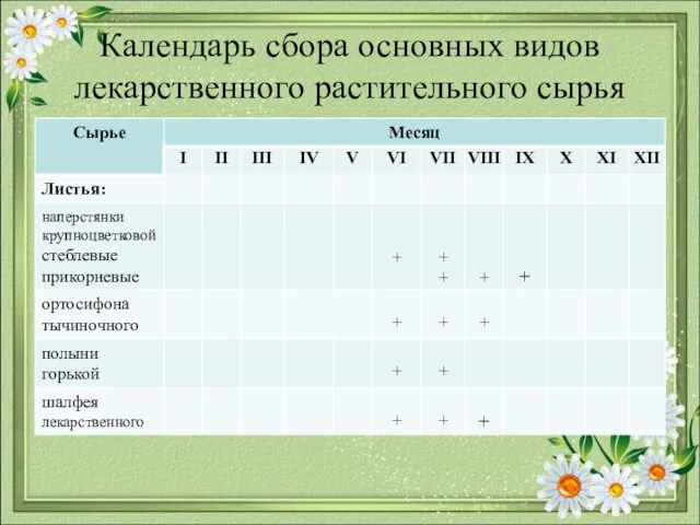 Календарь сбора основных видов лекарственного растительного сырья