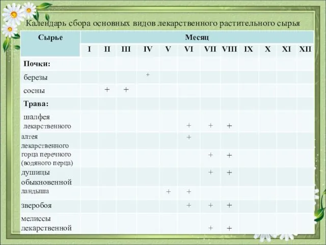 Календарь сбора основных видов лекарственного растительного сырья