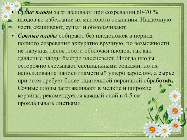 Сухие плоды заготавливают при созревании 60-70 % плодов во избежание