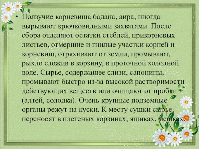 Ползучие корневища бадана, аира, иногда вырывают крючковидными захватами. После сбора