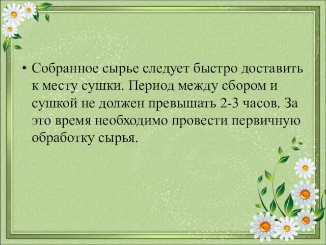 Собранное сырье следует быстро доставить к месту сушки. Период между