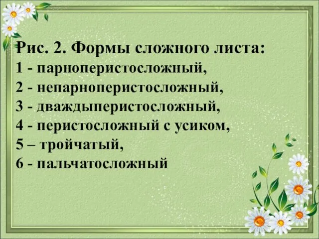 Рис. 2. Формы сложного листа: 1 - парноперистосложный, 2 -