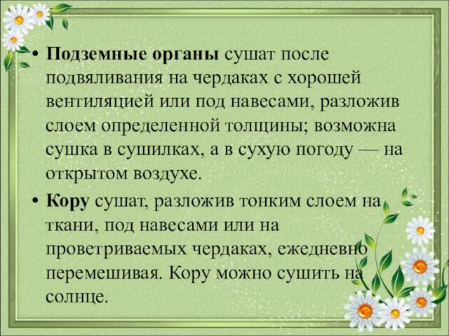 Подземные органы сушат после подвяливания на чердаках с хорошей вентиляцией