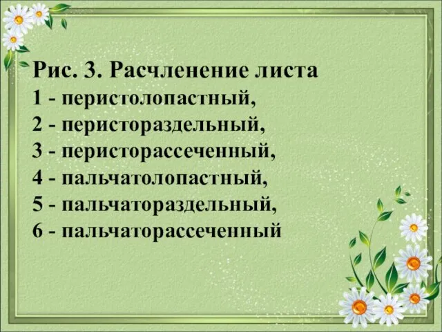 Рис. 3. Расчленение листа 1 - перистолопастный, 2 - перистораздельный,