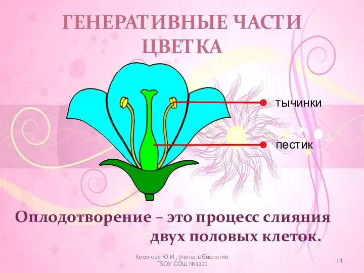 ГЕНЕРАТИВНЫЕ ЧАСТИ ЦВЕТКА Оплодотворение – это процесс слияния двух половых