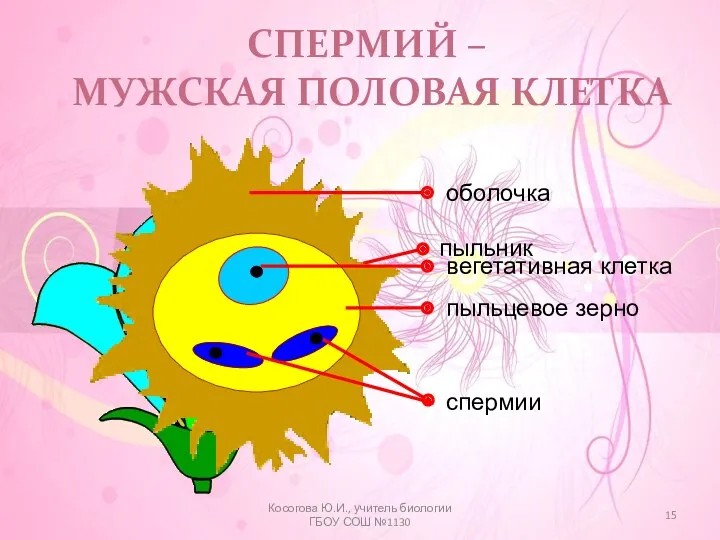 СПЕРМИЙ – МУЖСКАЯ ПОЛОВАЯ КЛЕТКА Косогова Ю.И., учитель биологии ГБОУ СОШ №1130