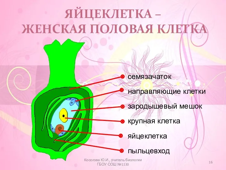 ЯЙЦЕКЛЕТКА – ЖЕНСКАЯ ПОЛОВАЯ КЛЕТКА Косогова Ю.И., учитель биологии ГБОУ СОШ №1130